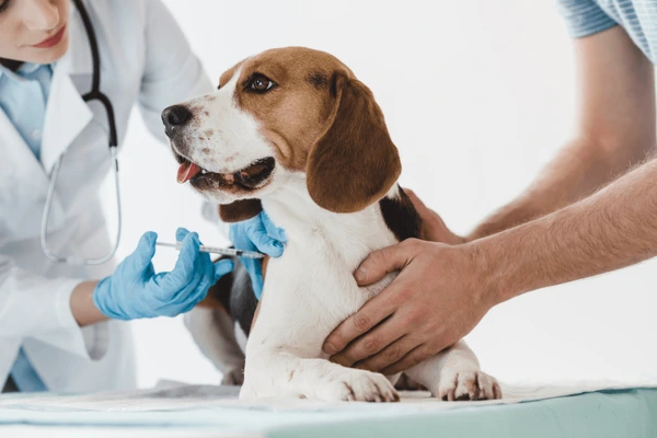 Vaccinating a dog