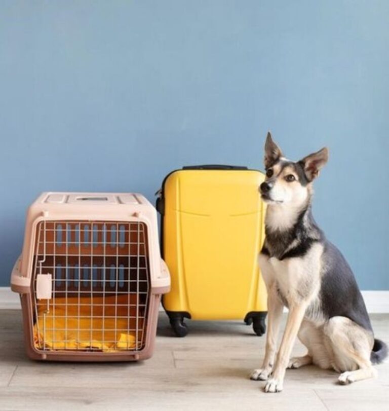 Crate Training for UK