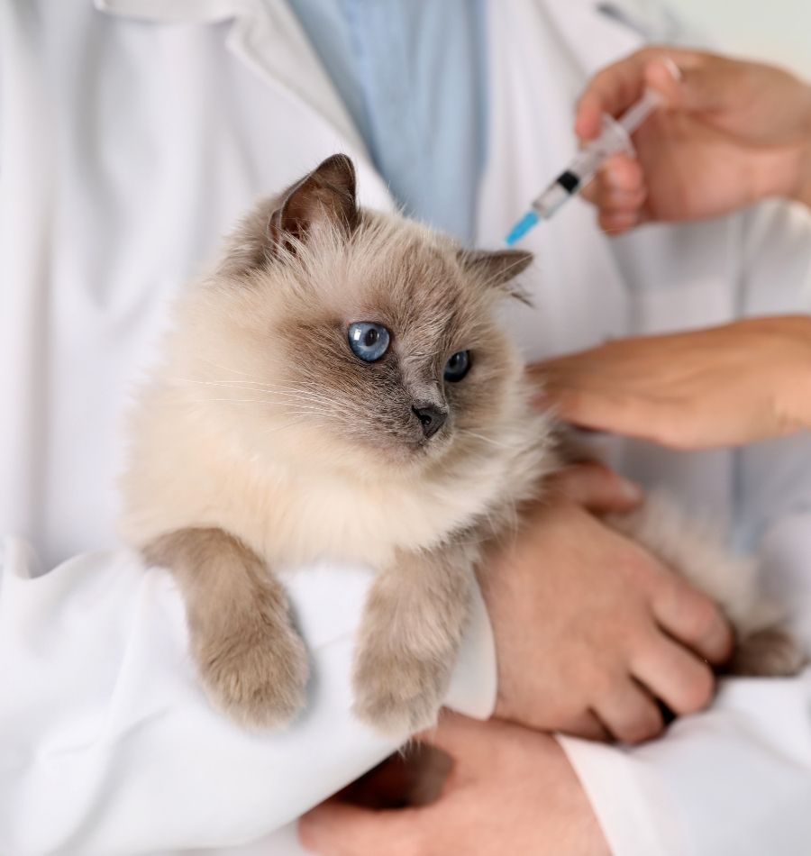 Pet Vaccination for Germany Pet Vaccination for Germany