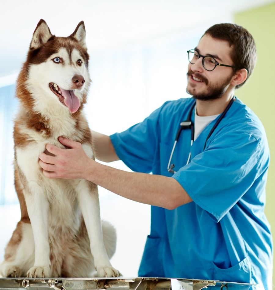Pet Health checkup Pet Health checkup