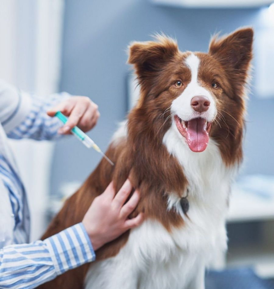 Pet UK vaccination