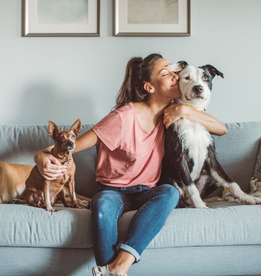 Pet transport Uk