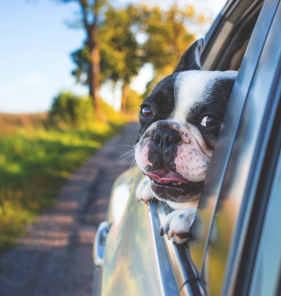 pet relocation to germany pet relocation to germany