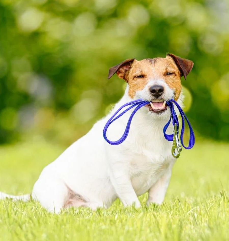 Pet Export to Brazil Pet Export to Brazil