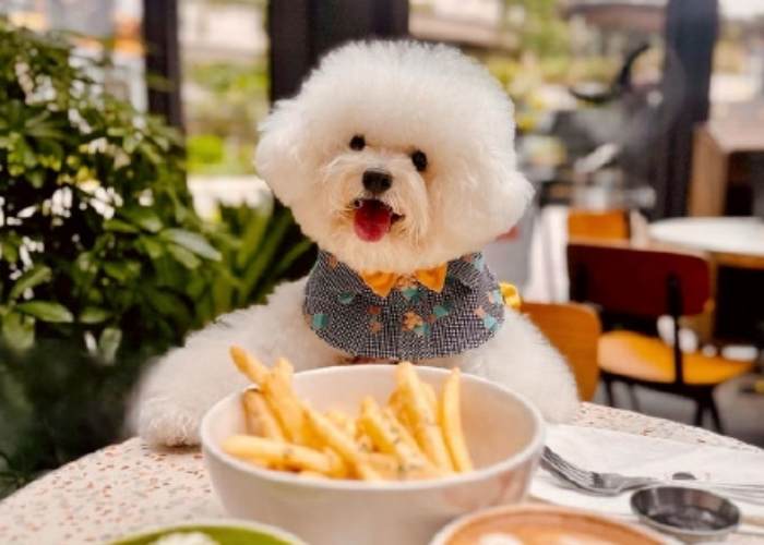 Pet-Friendly Cafés in finland Pet-Friendly Cafés in finland