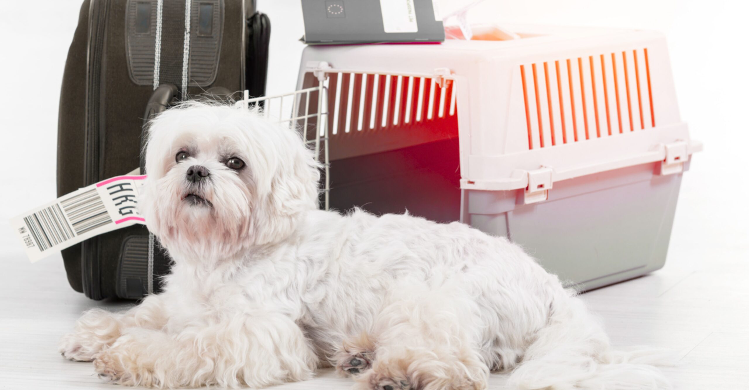 Pet Relocation to Bulgaria - Steps