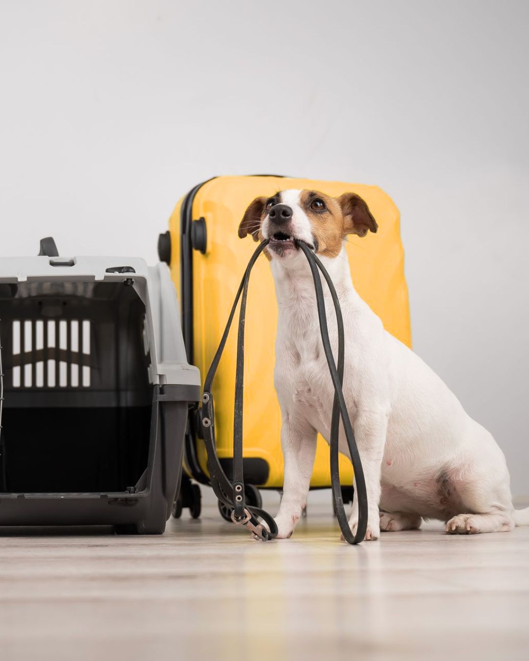 Pet Transportation To New Zealand
