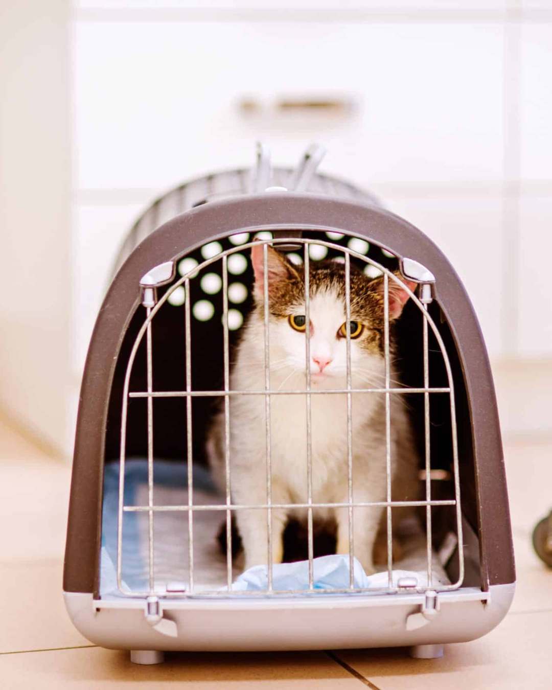 Pet Transportation to Philippines
