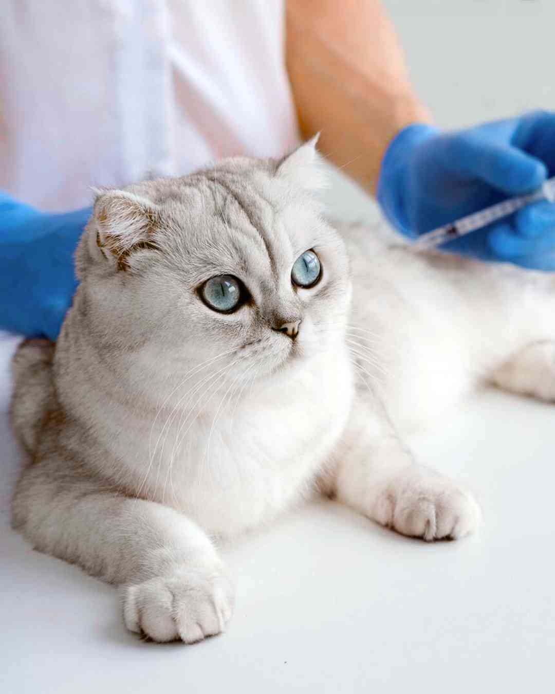 Pet relocation to finland - Vaccination Pet relocation to finland - Vaccination