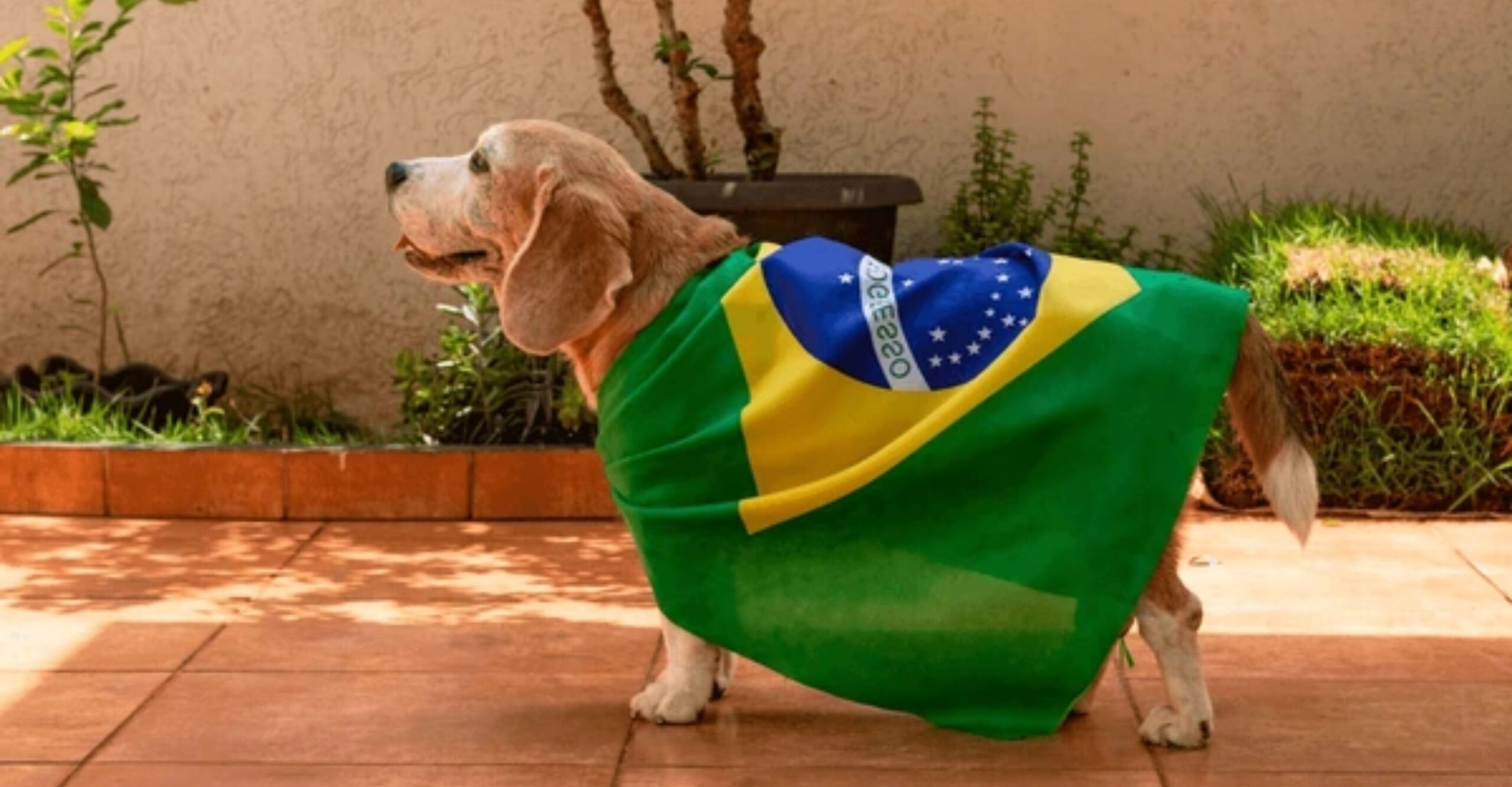 Pet relocation to Brazil Pet relocation to Brazil