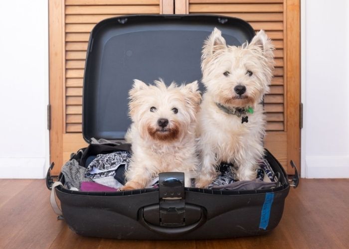 Exporting pets to Czech Exporting pets to Czech