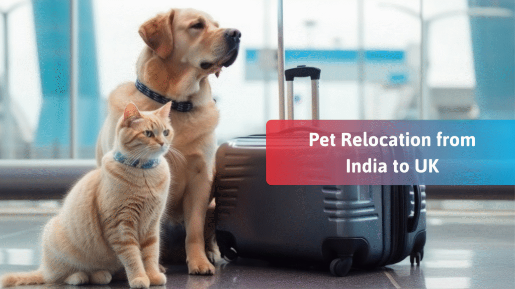 Pet Relocation from India to UK: A Step-by-Step Guide for Worried Pet Parents