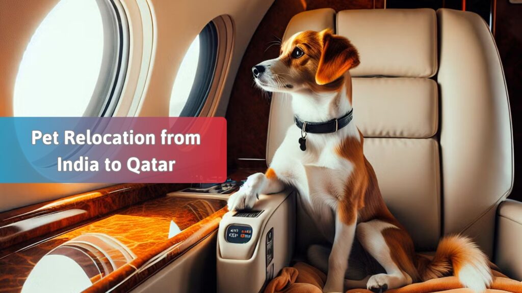 How to Move Your Pet to Qatar from India: Stress-Free Guide for Pet Parents