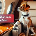 How to Move Your Pet to Qatar from India: Stress-Free Guide for Pet Parents