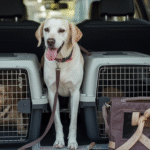 Why You Should Hire Professional Pet Relocation Services Instead of Doing It Alone