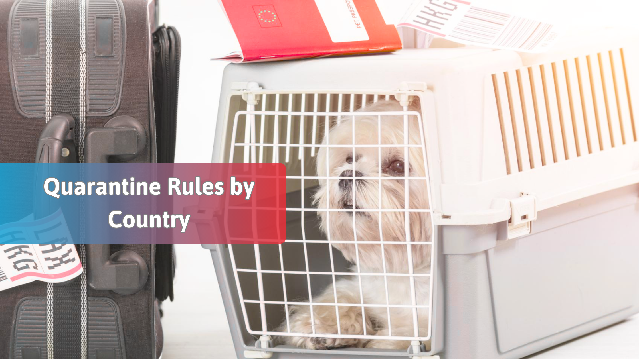 Quarantine Rules by Country: What to Expect When Relocating Your Pet Abroad