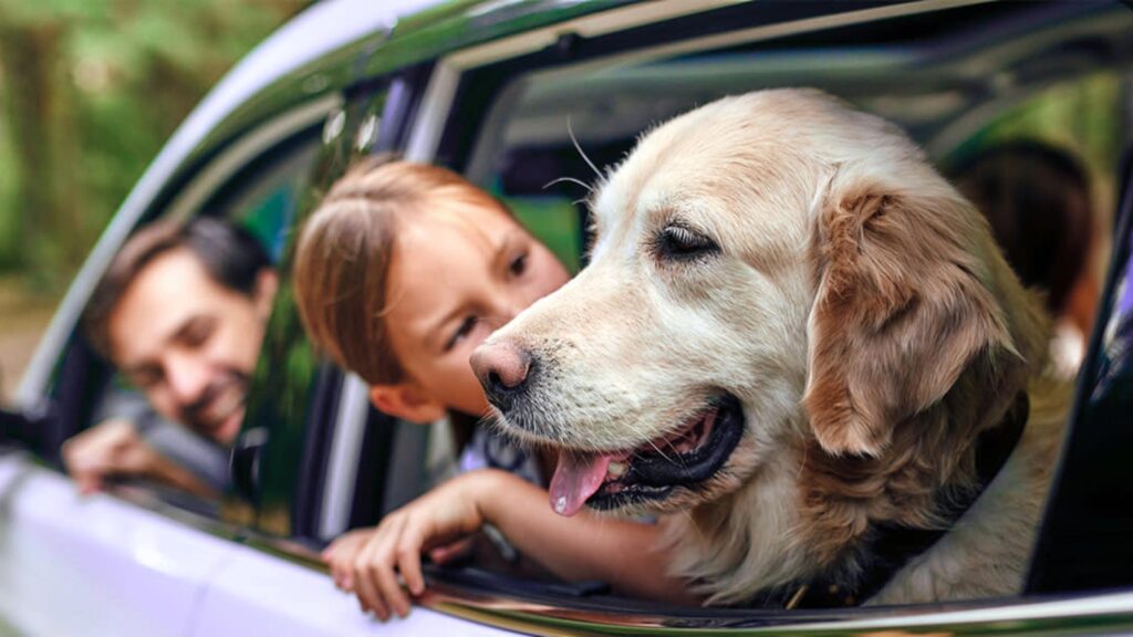 Pet Travel After Landing: What Most Pet Parents Are Unprepared For