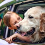 Pet Travel After Landing: What Most Pet Parents Are Unprepared For