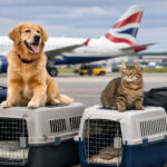 Pet Relocation from India to UK: Complete Process, Cost, Documents & City-Wise Guide